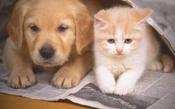 Minik Bir Dost