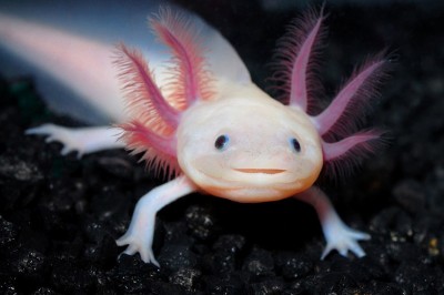 Sizleri Dünyanın En Sevmli Canlısı Olabilecek Bir Görüntüye Sahip Olan Aksolotllarla Tanıştırıyoruz