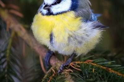 Hayatımızın Angry Birds Karakterleri