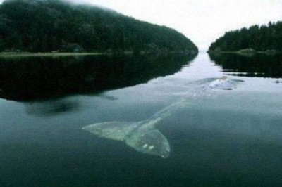 Dünyanın En Yalnız Balinasıyla Tanışın