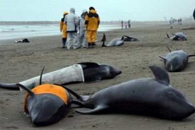 İngiltere' den Sonra Şimdi De Japonya 