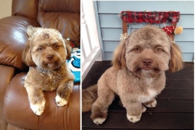 İnsan Yüzünü Andıran Köpek 