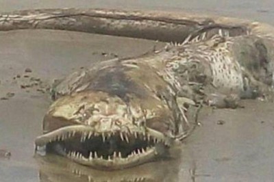 Kıyıya Vuran Şey Sıradan Bir Sürüngen Mi?