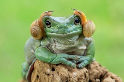 Kurbağaların Çok Eğlenceli Bir Dünyada Yaşadığını Gösteren #20 Fotoğraf