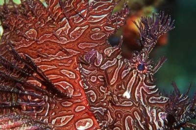 Kamuflaj Özelliğine Sahip #5 Canlı