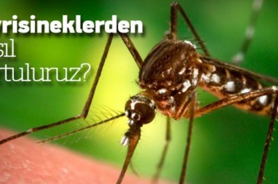 Yaz Aylarının Korkulu Rüyası Sivri Sinekleri Önleyen #5 Koku