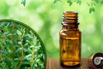 Kekik Yağı Ne İşe Yarar? Kekik Yağı Nelerde Kullanılır? Cilt Bakımında Kekik Yağı