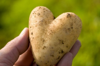 Kahvaltı Soflaramızın Vazgeçilmezi Patates Nedir ? Kaç Çeşit Patates Vardır ?