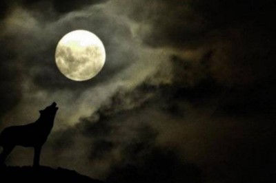 Kurtlar Dolunayda Neden Ulur?