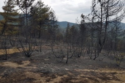 Alevlerin yaktığı ormanda simsiyah görüntüler oluştu