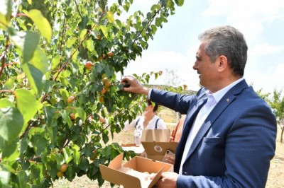 Mamak’taki ekolojik köyde ilk hasat Başkan Köse’den