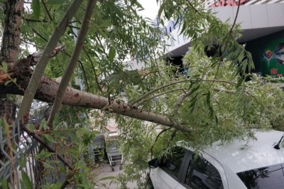 Samsun’da şiddetli fırtına ağaçları yıktı