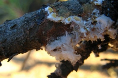 TAB Genel Başkanı Şahin: 