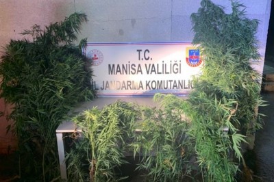 Annesinin evinde kenevir yetiştiren şahıs gözaltına alındı