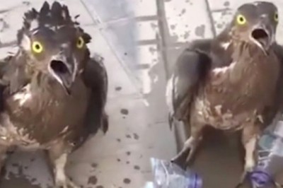 Sıcaktan bayılan kuşu suyla ayılttı