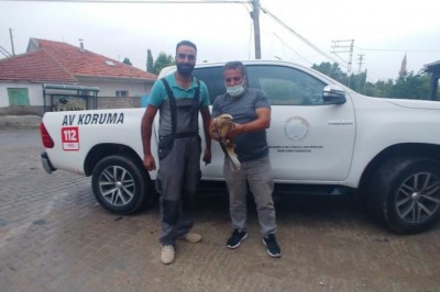 Uçma güçlüğü çeken şahin tedavi altına alındı