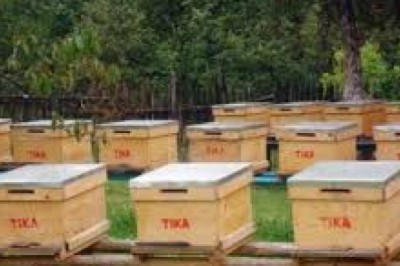 Ülke genelindeki orman yangınları arıları ve arıcılığı tehdit ediyor