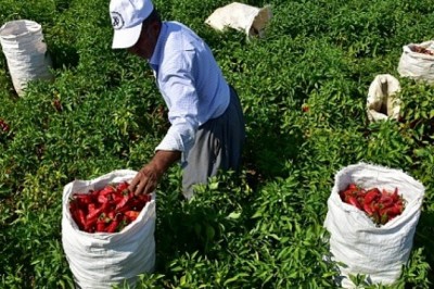 40 derece sıcağın altında biber hasadı