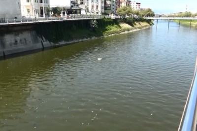 Asi Nehri’nde balık ölümleri