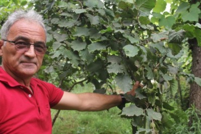 “Fındık pazara inmeden fındık fiyatı açıklansın” çağrısı