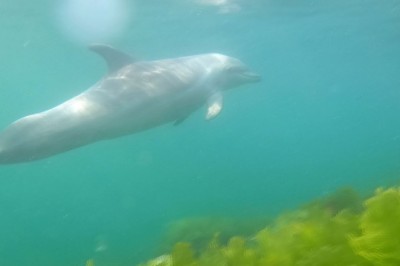 İstanbul’da dalgıca yunus balığı sürprizi