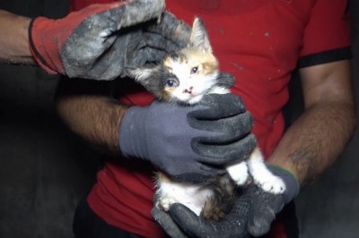 İtfaiyeden 4 saat süren yavru kedi kurtarma operasyonu