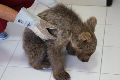 Yaralı yavru ayı tedavi altına alındı