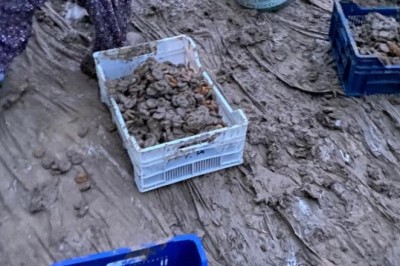 Kurumaya bırakılan kayısılar sele kapıldı