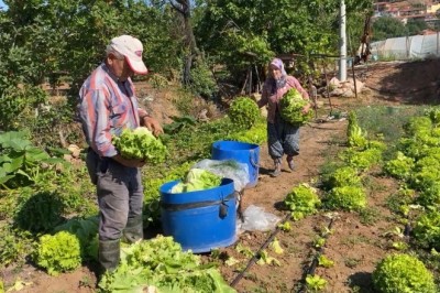 Sındırgı’nın doğal ürünler mahallesi Pürsünler