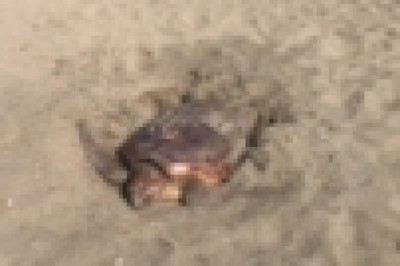 Mersin kumsalı, dünyada çok nadir görülen bir olaya ev sahipliği yaptı