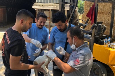 MSKÜ yangın yaralarının sarılması için sahada