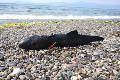 Bursa’da birer birer karaya vuruyorlar...Sebebi balıkçı ağları mı?