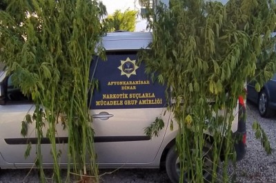 Mısır tarlasına kenevir baskınında bir kişi gözaltına alındı