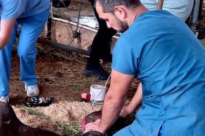 Ölümden kurtulan atlardan sevindirici haberler gelmeye devam ediyor