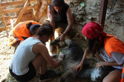 Orman yangınları keçilerin de psikolojisini bozdu