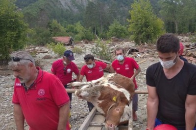 Selde yaralanan buzağı Erzincan ve Bayburt UMKE ekipleri tarafından kurtarıldı