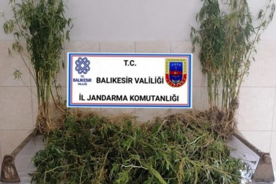 Balıkesir’de 200 kök kenevir bitkisi ele geçirildi