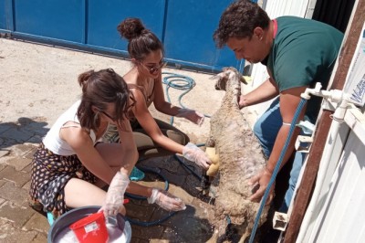 Ünlü oyunculardan orman yangınlarında zarar gören hayvanlara yardım eli