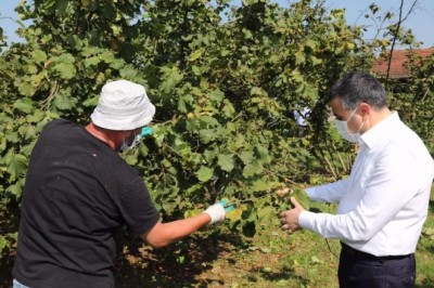 Vali vatandaşla birlikte fındık topladı