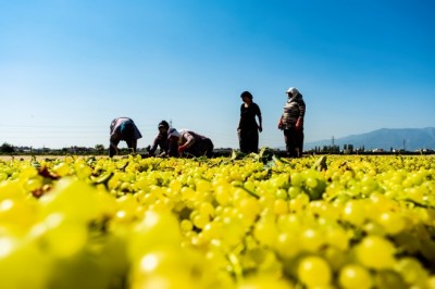 Dünyaca ünlü sultani üzüm kurutulması için serilmeye başlandı