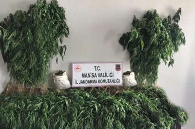 Manisa'da bin 71 kök kenevir ve 3 kilo kubar esrar ele geçirildi