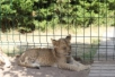 Başkentin 9 yavru aslanının isimleri oylama ile belirlenecek