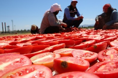Dünya sofralarına lezzet katacak kurutmalık domatesin hasadı başladı