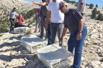 Günyüzü ilçesine 500 kınalı keklik salındı