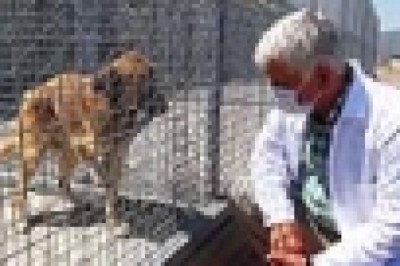 TVHB Başkanı Eroğlu: “Veteriner hekimlerimiz canla başla çalışıyor”