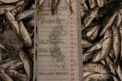 Yasak avlanan yarım ton balığına el konuldu