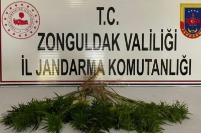 Zonguldak’ta kenevir operasyonu;42 kök kenevir bitkisi ele geçirildi