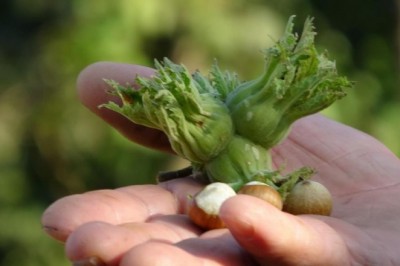 Fındık hırsızlığına karşı uyarı