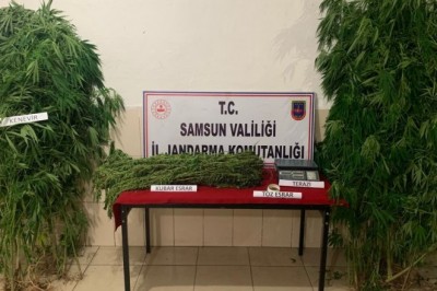 Jandarmadan kenevir ve esrar baskını