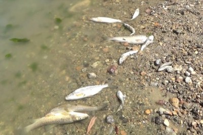 Porsuk Çayı'ndaki toplu balık ölümleri tedirginliğe yol açtı